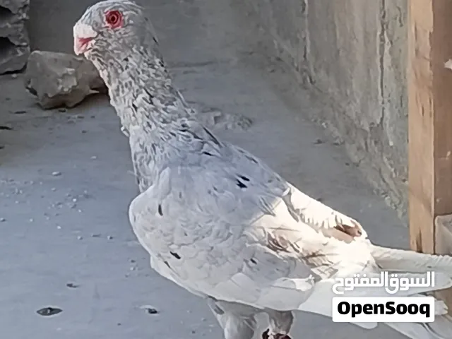 فحل مسود قراقطه