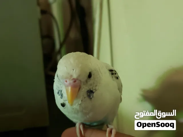 مطلوب انثى لهاذ اذكر اليفه بحدود 1000 الى 1500