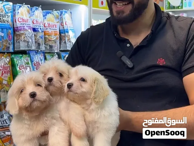 جرو مالتيز انثى العمر شهرين،لعوبة وبتحب الاطفال(السعر شامل جميع الاغراض المذكورة بالوصف)وقابل للتفاض
