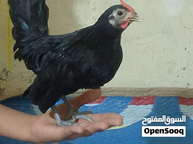 دجاج اسباني