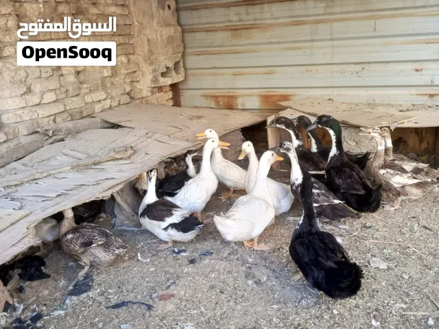 بش عراقي مال بيت للذبح