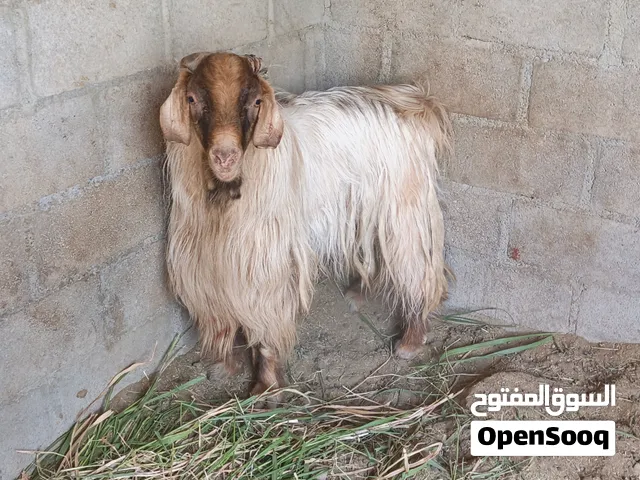 تيس من حلال الجواميد سنين فول غير مخصاي