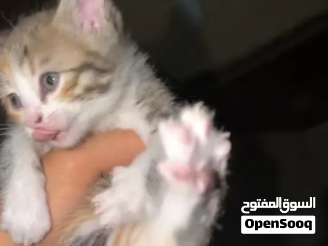 قطه للبيع نوع سيامي