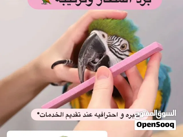 خدمة ترتيب الطيور بأحترافيه