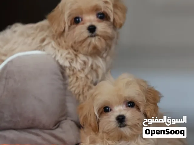 جراء مالتيبو Maltipoo أصغر حجم تيكب تربايه بيت ومتعودين على الحمام على البادز