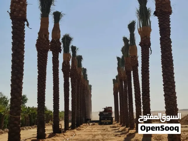 نخل عربي نخل واشنطني صيانه حدائق زراعه