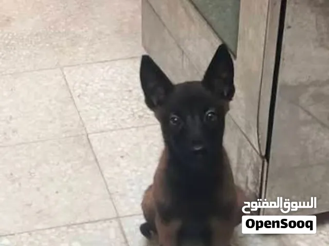 مطلوب جرو مالينوا عمر شهرين