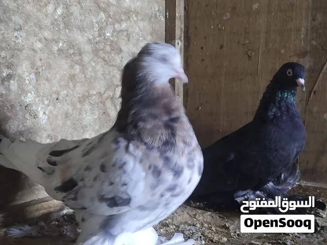 كوبية هزاز