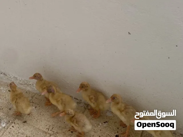 7 بطات سعر الوحده 6 دنانير