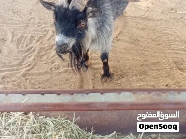 فحل ماعز قزم مستوى طيب وصحه ممتازه