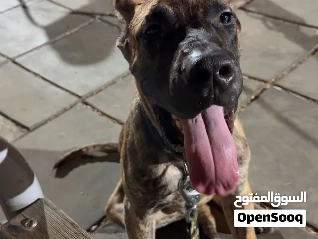بريسا كناريو دم أبطال