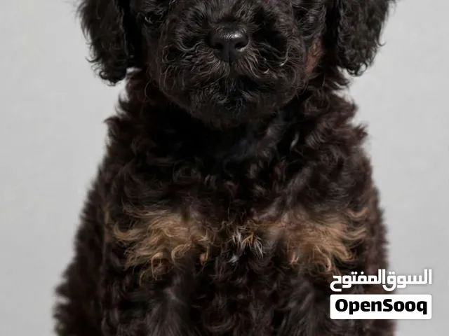 home raised maltipoo puppies   available male and female