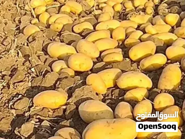 جمیع الفواکه موجده