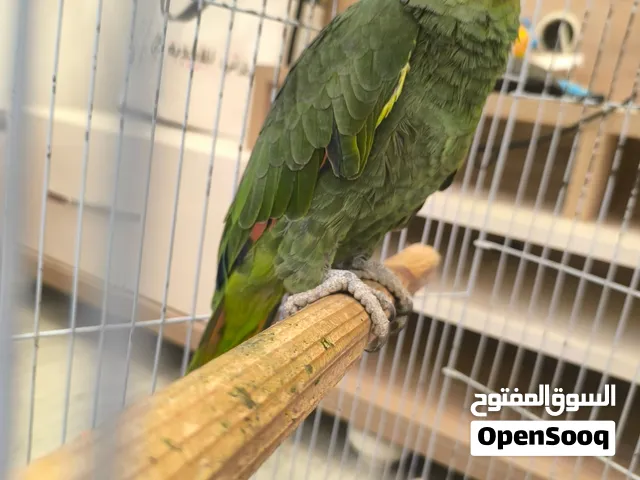 ببغاء امازوني