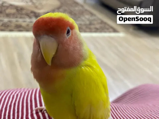 روز اليف عمر 9 اشهر