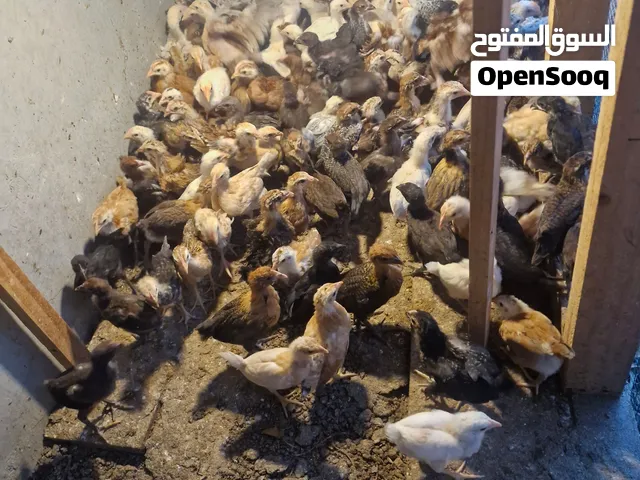 صيصان فرنسي عماني تهجين فرنسي نسبه كبيره