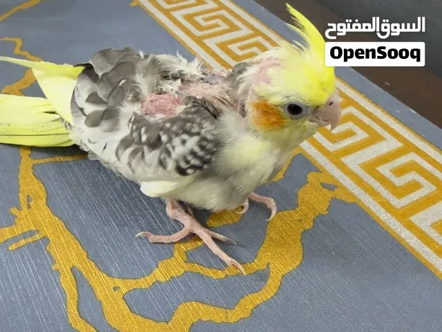 فرخ كروان كوكتيل