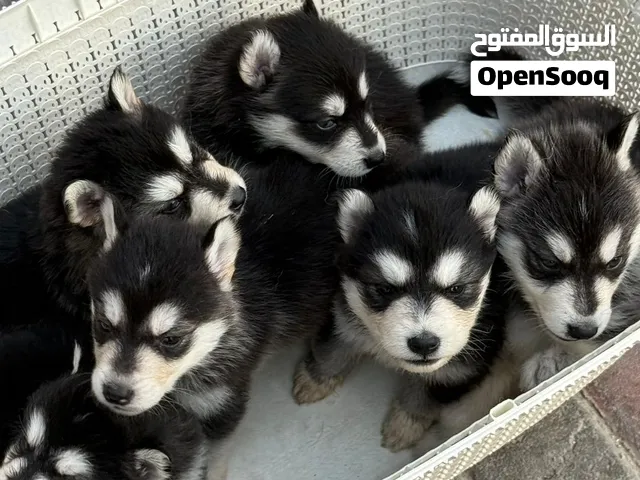راء هاسكي ميكس Husky Mix Puppies