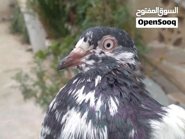 باكستاني تيدي زوج فاخر
