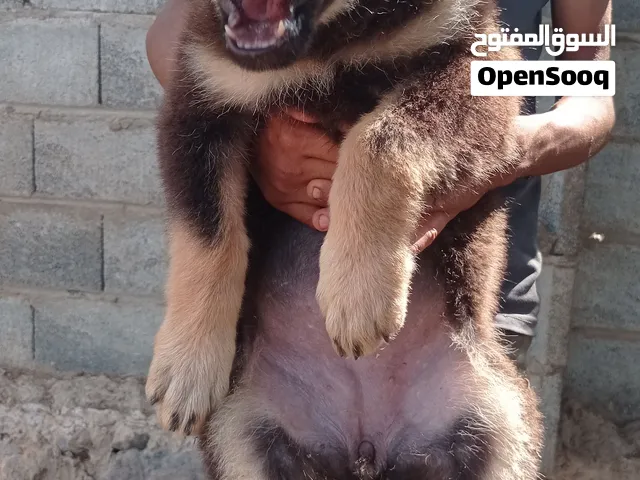 كلبه جيرمن عمر 55 يوم