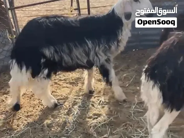 كبش هديد لبيع