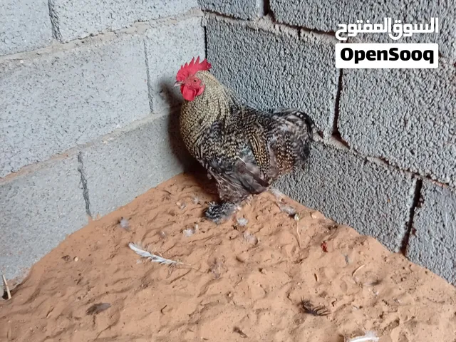 فروج استرالي للبيع