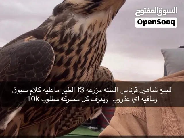 للبيع شاهين قرناس