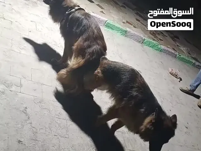Female GSD  pregnent for sale جيرمن شيبرد حامل للبيع