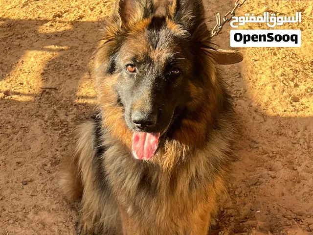 للبيع أنثى جيرمان شيبرد