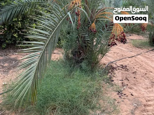 نخل برنصي درجةً اولى