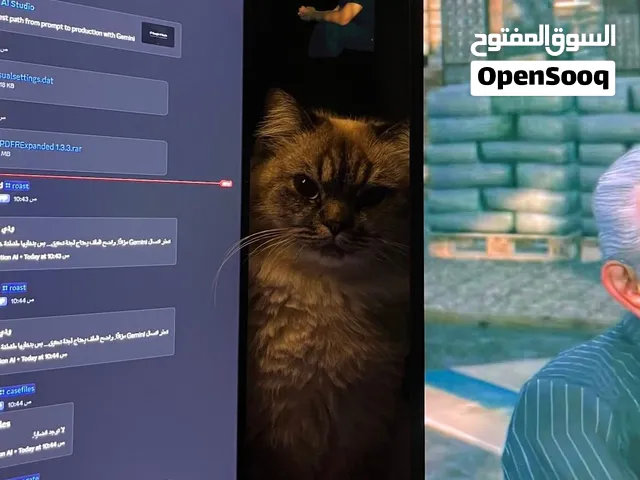 قطط للبيع معا كل اغراضه معقم انثى