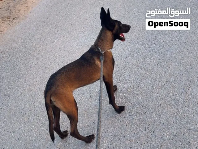 انثي مينوا درجه العمر 4 شهور