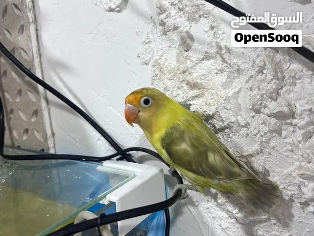 غندورات متزاوجات