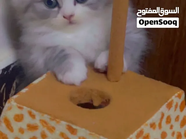 كتن شيرازي بريتش راغدول