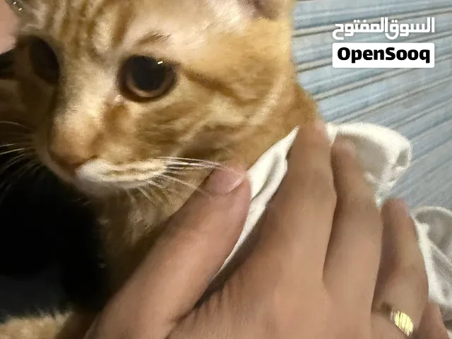 قطة بلدي منزلي