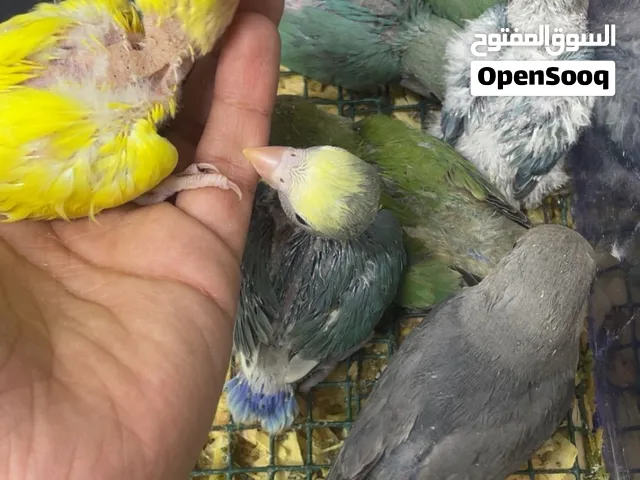 فروخ لوري ولوفبيرد وكنيور وكروان