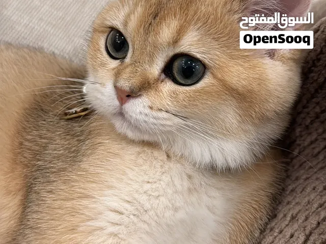 مطلوب قط ذكر للتزاوج - Looking for Male Scottish fold for Mating with female Scottish straight