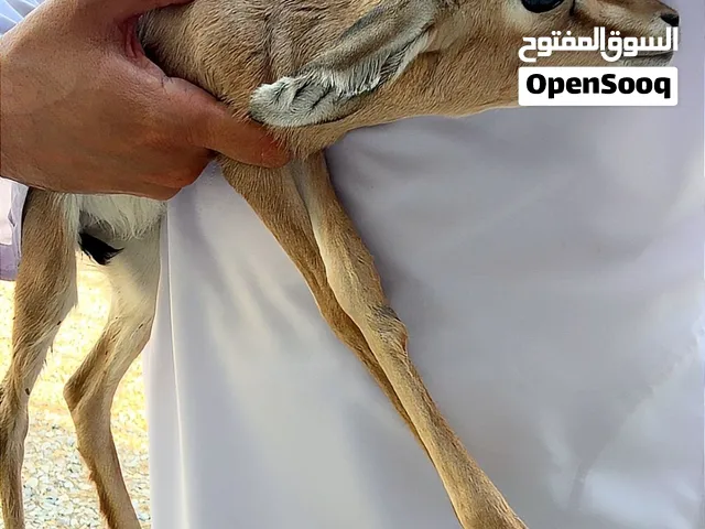 ذكر غزال الديماني مولود اليوم