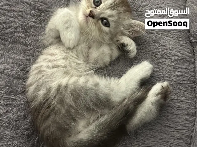 - إستمارة بيع