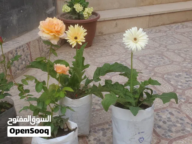انواع من الشتلات الزينه يوجد جميع انواع الشتلات والاحواض