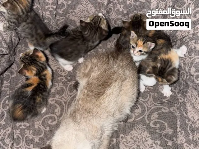 نوع سيامي هي واطفالها