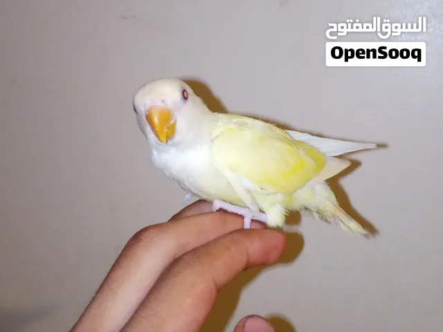 روز كريمه مروض فل اقرا وصف