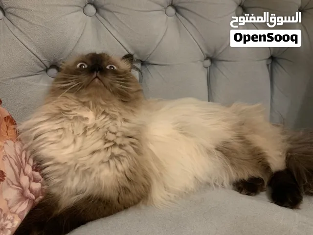 قط همالايا شيرازي