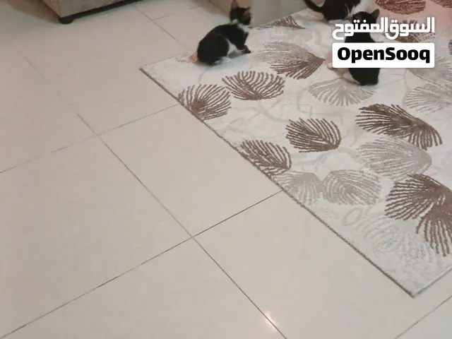 kitten for adoption