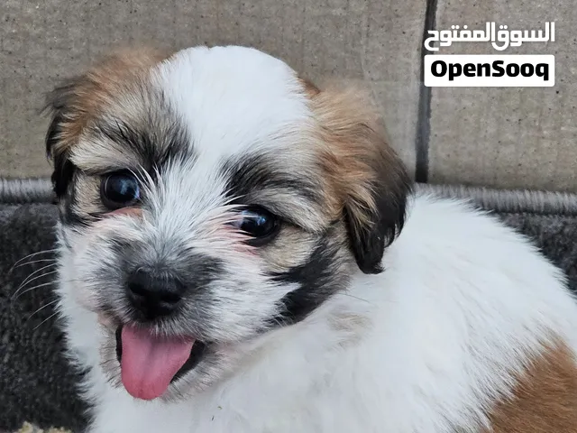Malshee puppies for adoption
