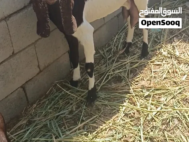 صخول للبيع العدد 7