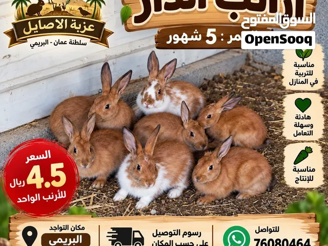 للبيع أرانب تابع الوصف