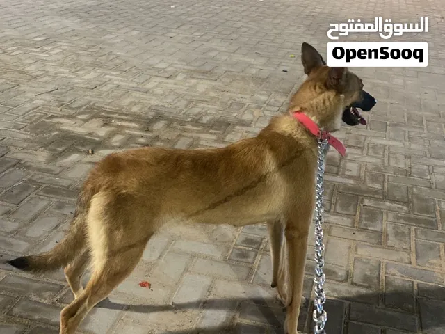 كلبة ربي يبارك للبيع ولا تبديل