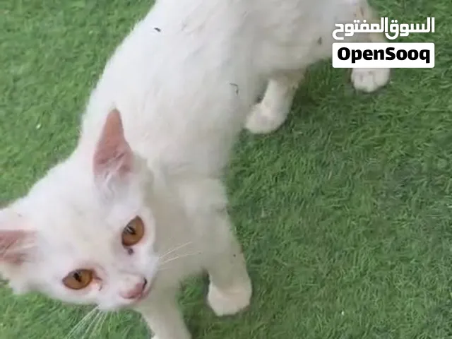 قط للتبني ابيض الون