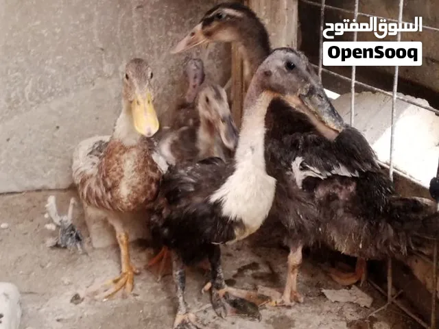 بش للبيع عمر اكثر من 3 اشهر _شاهد الوصف